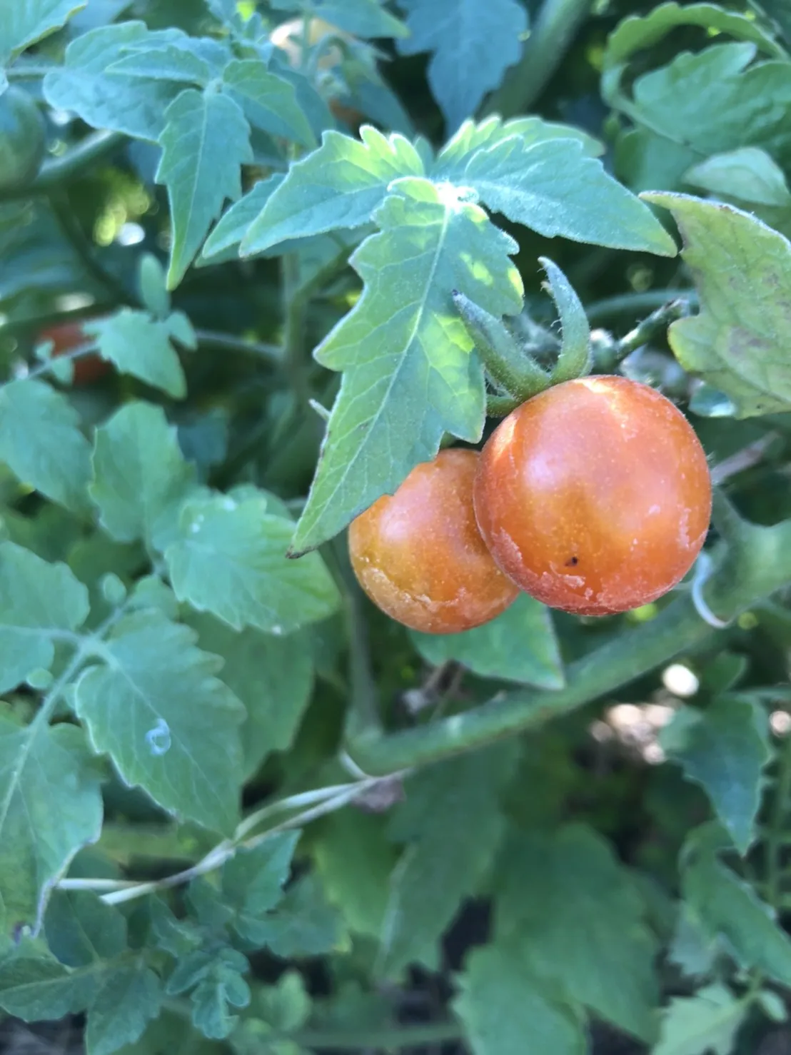 
High Quality 90% - 100% Maturity Red Fresh Organic Cherry Tomato From Thailand 