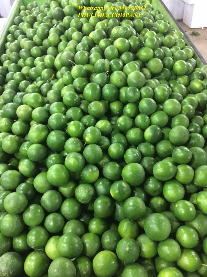 Fresh Seedless Lime from Vietnam - High Quality Product/ Best Price in the Market