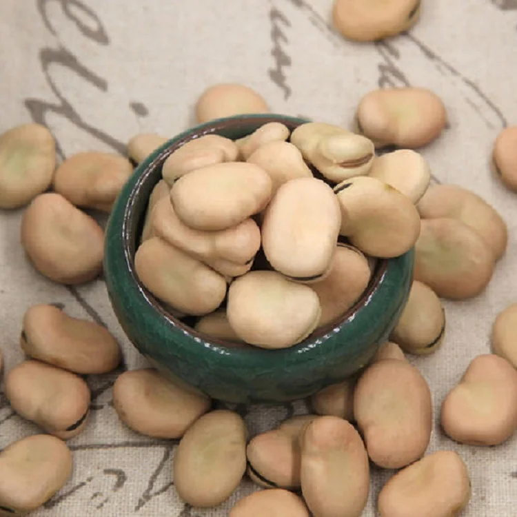 
High Quality Dry Broad Bean Fava Bean Faba Bean For Sale 