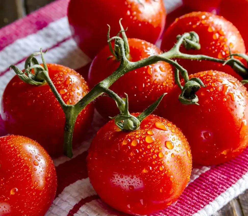 Best Quality Tomatoes For Sale In Cheap Price