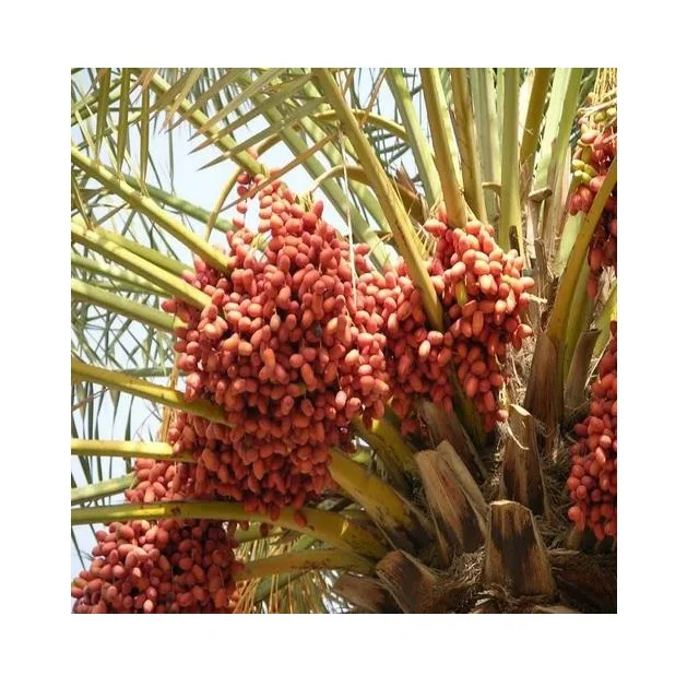 Tissue cultured date palm Ajwa Dates Seedlings Agri-Horti