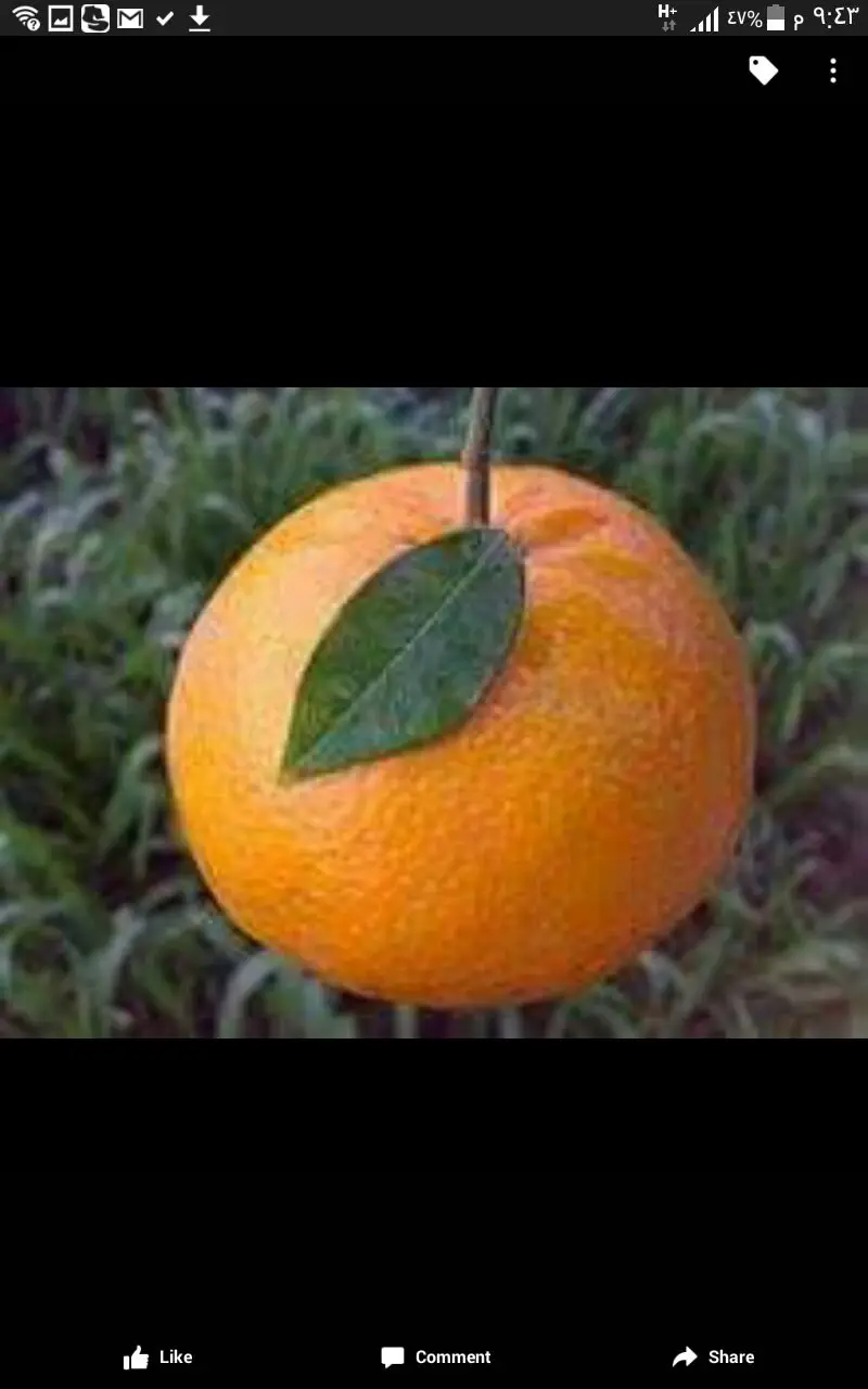 Свежий апельсин -- по низкой цене доступной для экспорта 2021