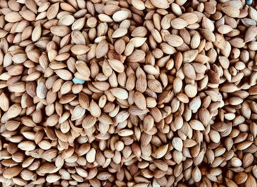 Raw apricot seeds4.jpg