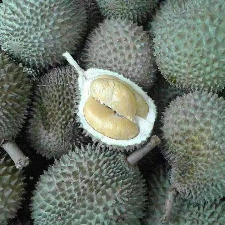Premium Quality Frozen D197 Musang King Durian For Export Durian Malaysia Frozen Durian High Grade Flesh