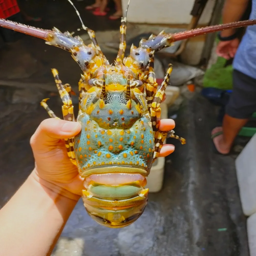 Свежий замороженный лобстер живой Лобстер с высоким экспортным качеством