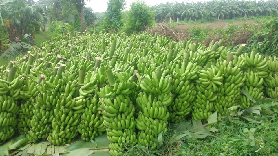 Green Organic Cavendish Banana for sale exporter