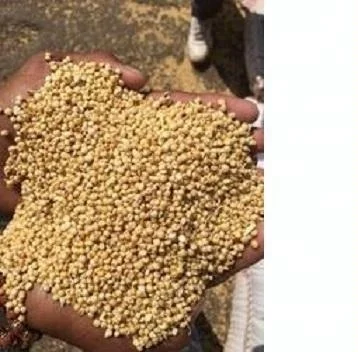  Высококачественный Красный сорго/белый сорго для продажи низкая цена высокое качество