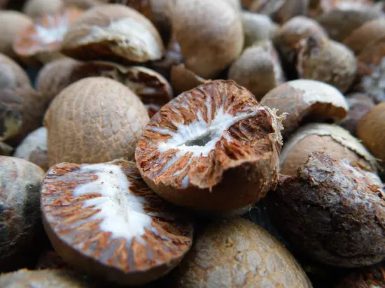 Высокое качество свежий betel с ограниченным количеством