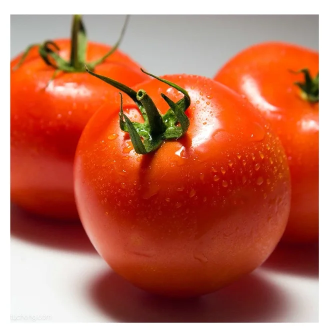 High Quality Fresh Tomatoes Available For Sale