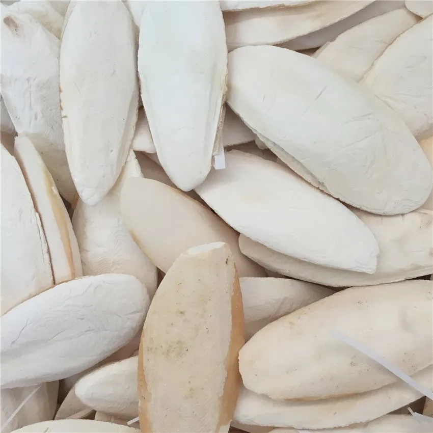
High Quality // Supply Cuttlefish Bone From Vietnam With The Good Price ( Ms. Min ) 