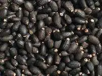
HIGH QUALITY Dried Jatropha Seeds for Sale 