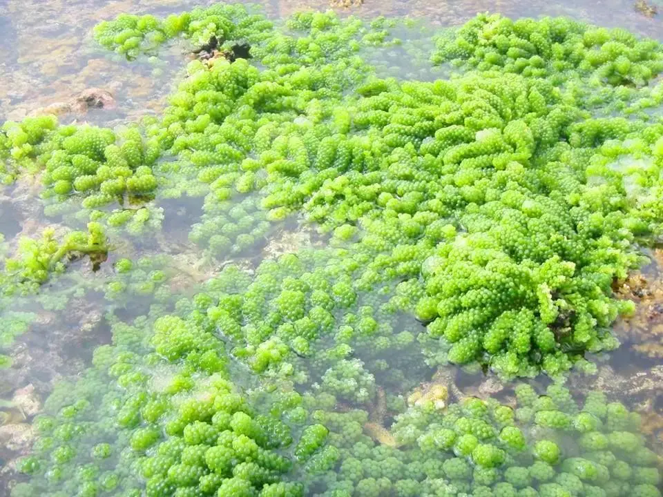  100% натуральный дегидратированный морской виноград морские зелени лато из океана Вьетнам