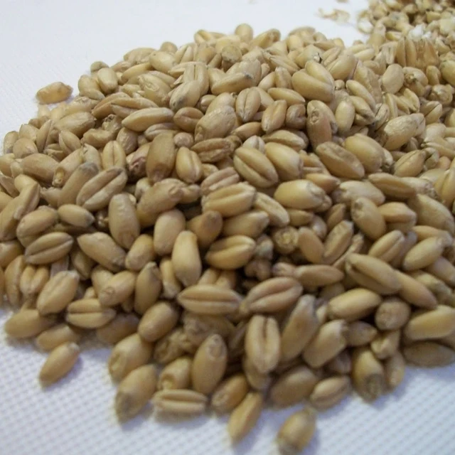 
Top Class Barley Seeds/Animal feed barley/bulk barley grains for sale 