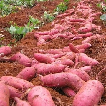 Frozen Purple sweet potato with high quality For Wholesale