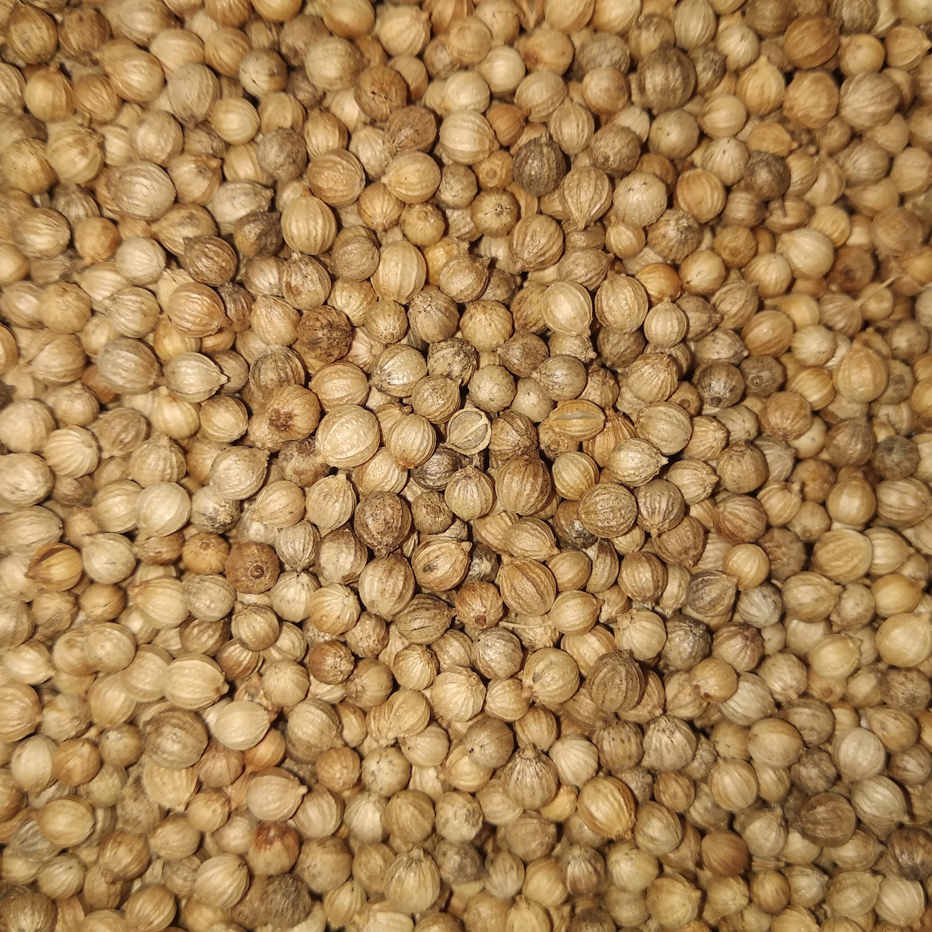 
Dried Coriander Fruit Brassica Campestris Natural Spices & Herb 