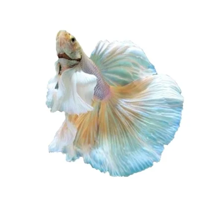 
HMPK SUPER GOLD BETTA- Muticolor Thailand Betta Fish Premium Quality Plakat Siamese Fighting Fish Ornamental Aquariums 