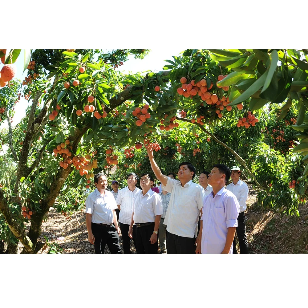  Высококачественная специальная кухня Органическая личи класса А с приятным вкусом из Вьетнама