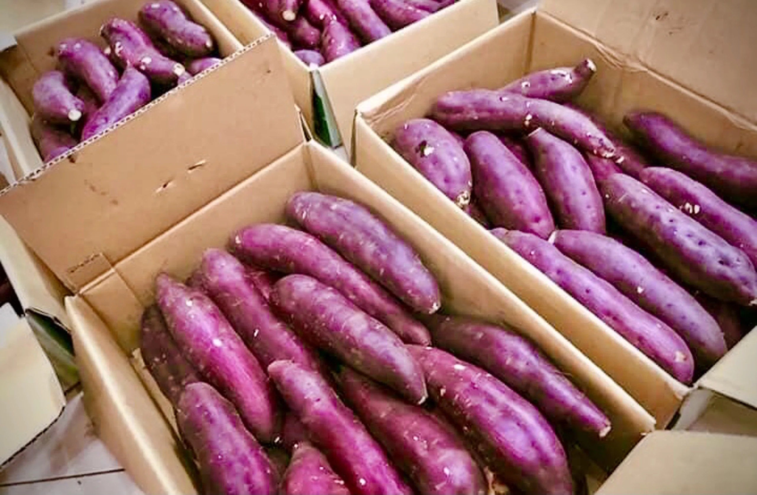 
New Crop Fresh Japanese Sweet Potato Cultivate in Vietnam Good Price For Wholesale 