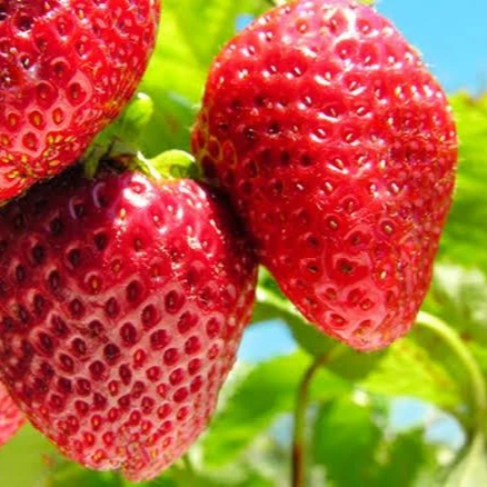 
High Quality Fresh Natural Strawberry 
