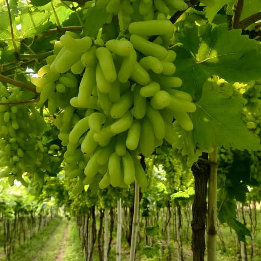 Premium fresh Sonaka grapes from India