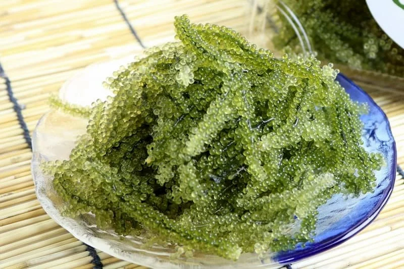  Вьетнамский морской виноград (Caulerpa chellifera) мисс май + 84 904183651