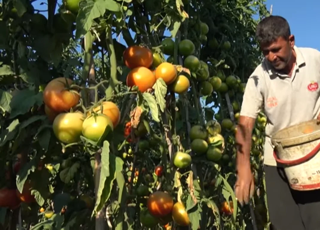 Оптовая продажа недорогие свежие огарские зеленые помидоры из Турции турецкий производитель Свежие высококачественные новые урожая