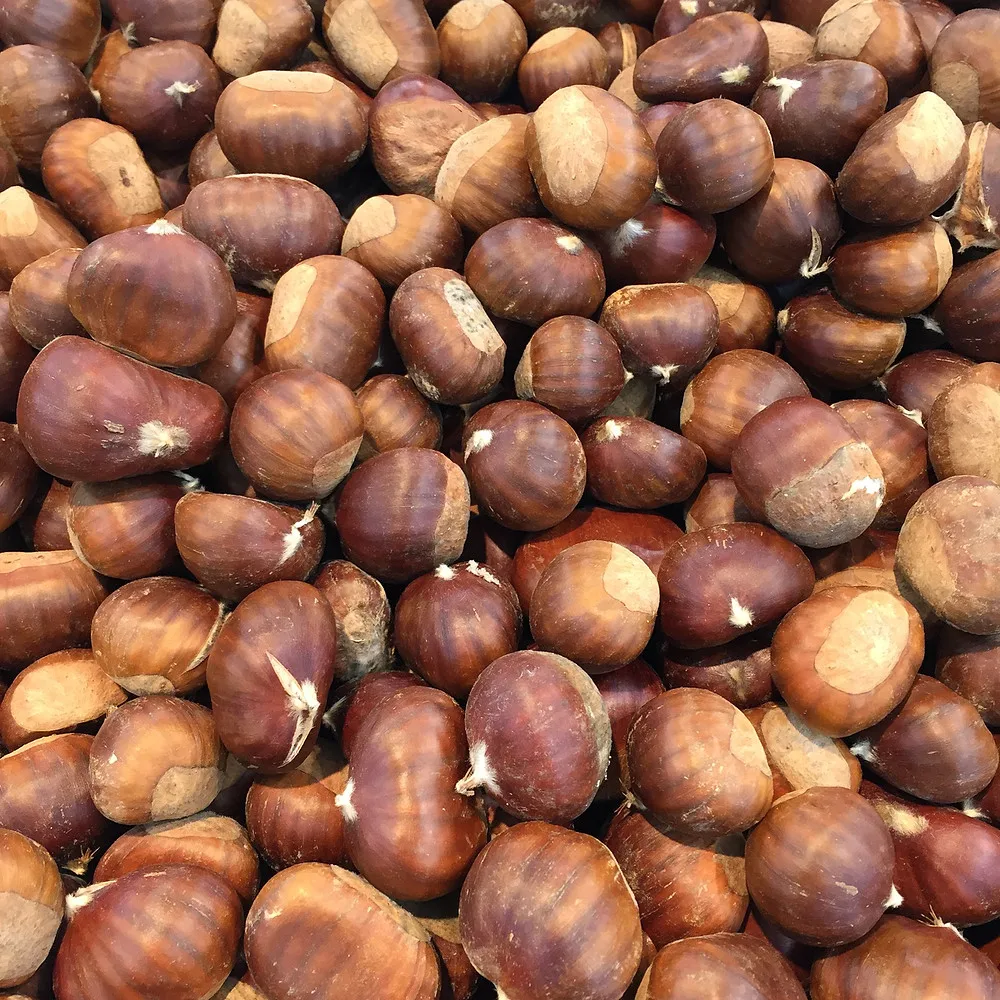 Buy Quality chest nuts today