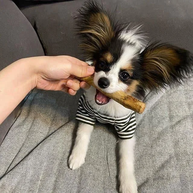  Поставщик жевательных палочек кофейное дерево деревянная жевательная игрушка для собак деревянные кости Java Wood MS KATHY + 84 896650714