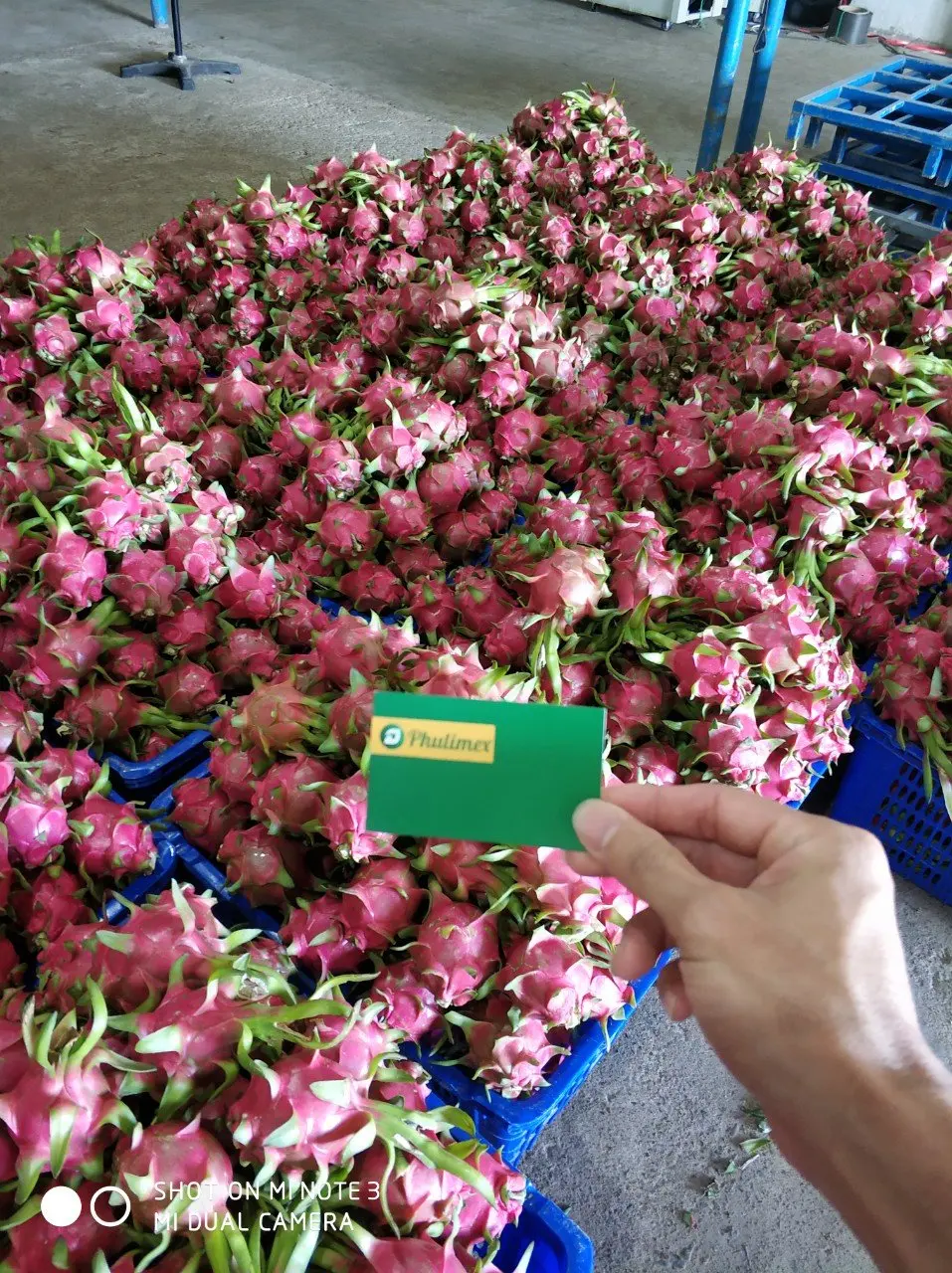 Fresh Dragon Fruit from Vietnam - High Quality Product/ Best Price in the Market