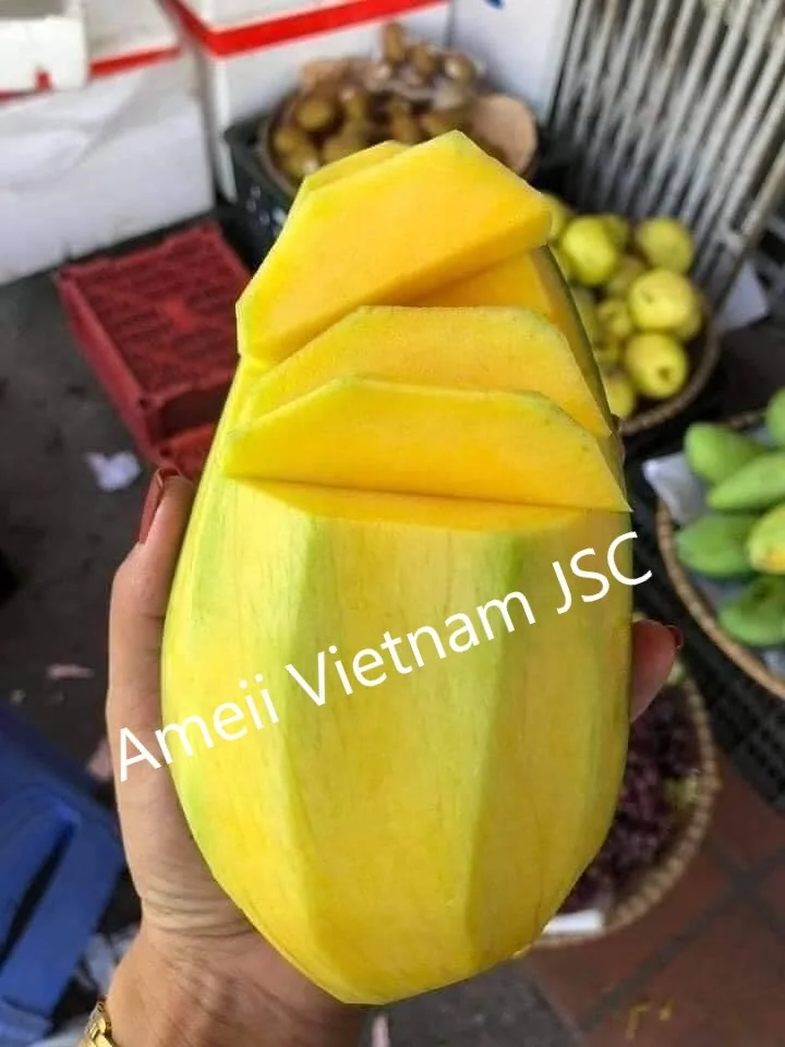 Best Quality Green Mango From Viet Nam