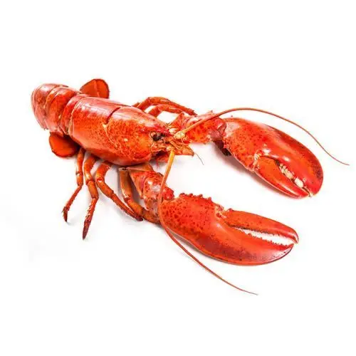 lobster-500x500.jpg