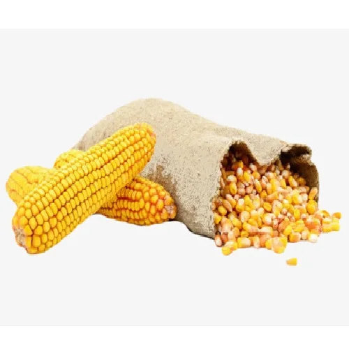 
Bulk Yellow corn Yellow corn animal feed / Human consumption 