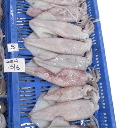 
FROZEN SQUID WHOLE LOLIGO 