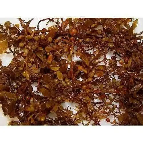 Naturally Sargassum Seaweed Powder - Dried Sargassum Seaweed  from Vietnam / Shyn Tran +84382089109