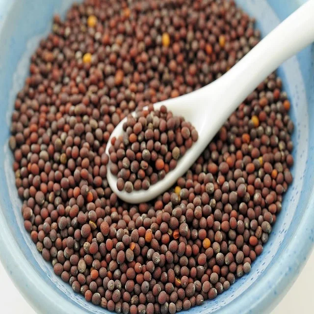 high quality High quality good price of dried top yellow and white mustard seeds mustard seed