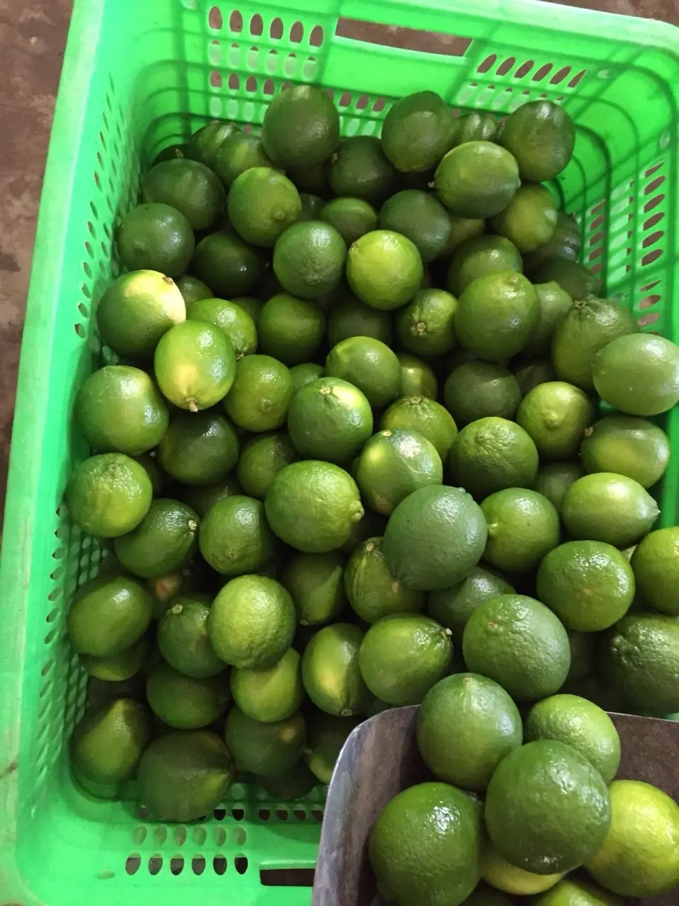 FRESH LIME LEMON from VIETNAM GREEN FRESH Maturity 6kgs-8kgs 0.016 Kg a Grade 4-5cm TT LC COMMON Cultivation