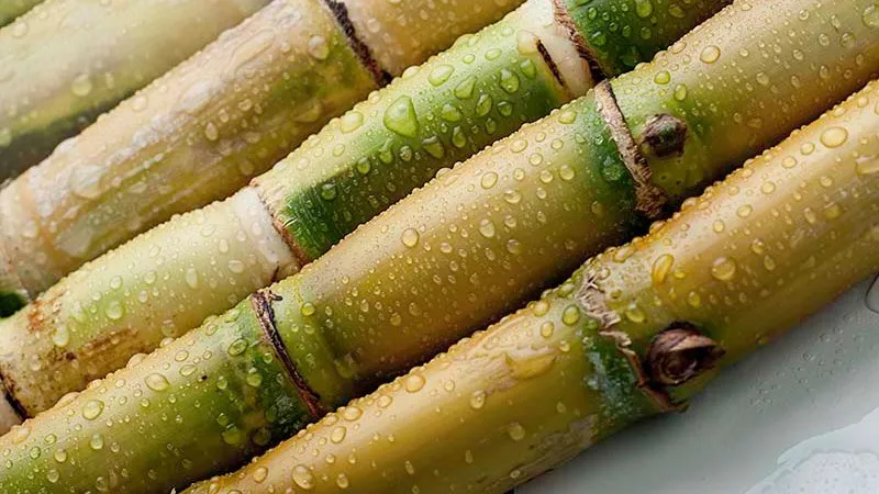  Замороженные Палочки сахарного тростника/замороженный сахарный тростник по конкурентоспособной цене и лучший из Вьетнама