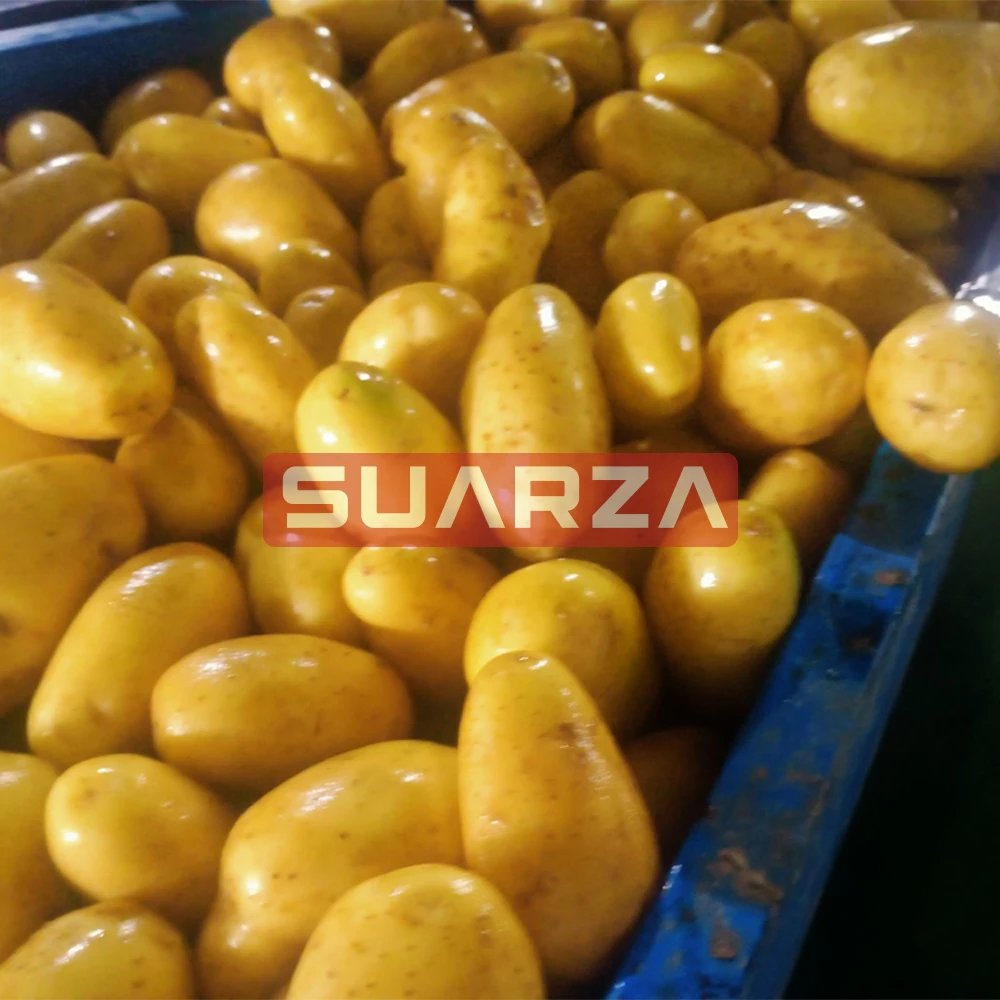 New fresh potato seeds for wholesale