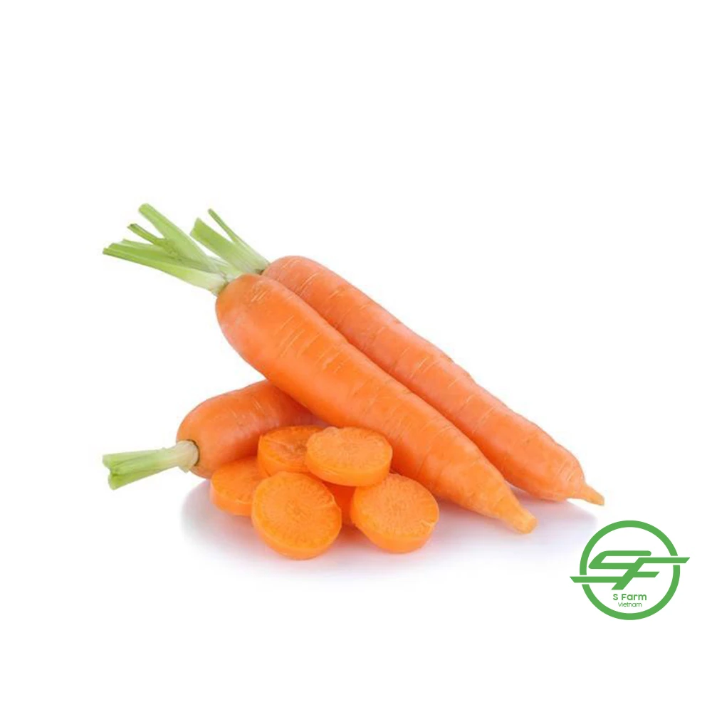 New crop fresh organic vegetables wholesale fresh carrots bulk export price