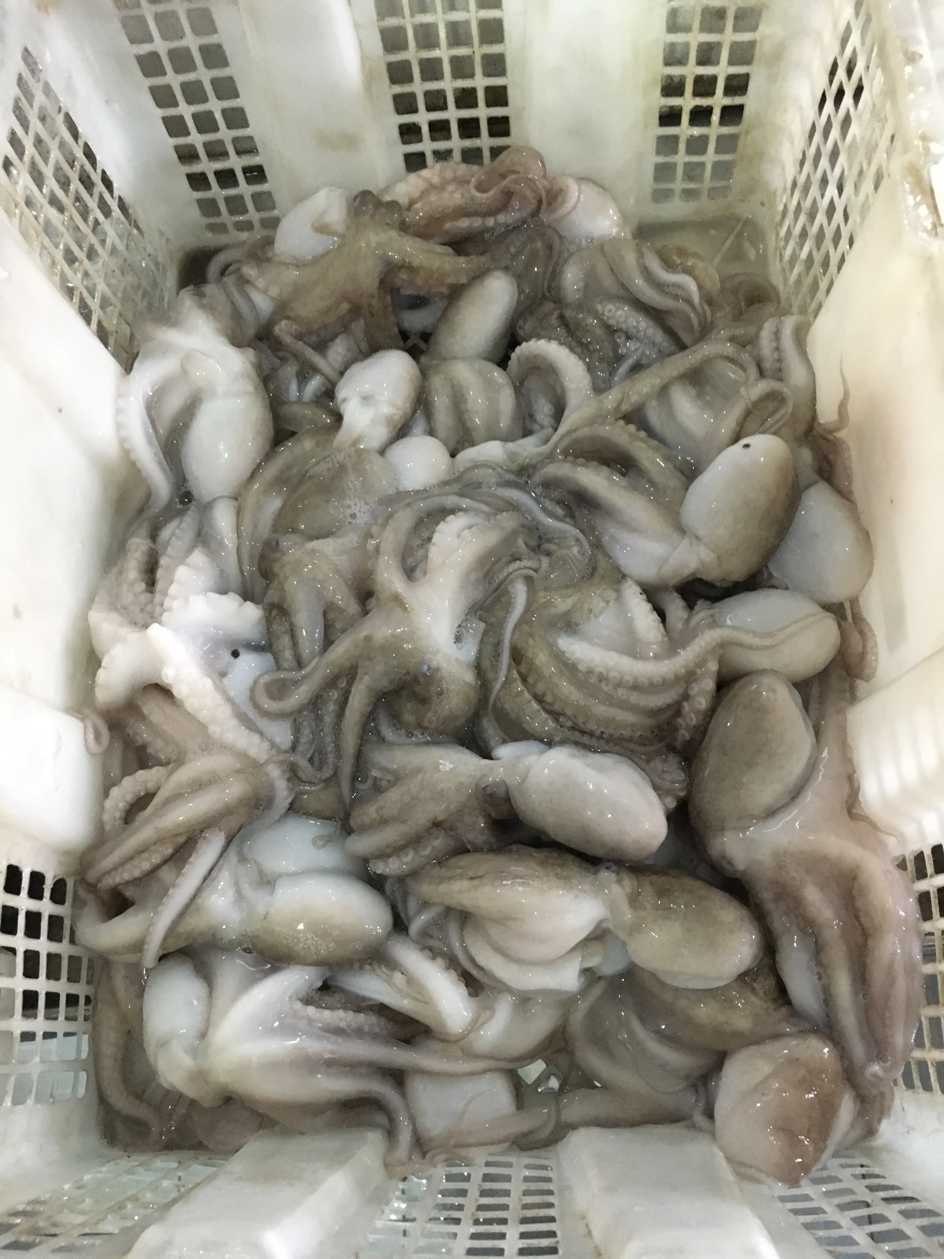 Frozen Whole Cleaned Octopus Still Fresh From Water