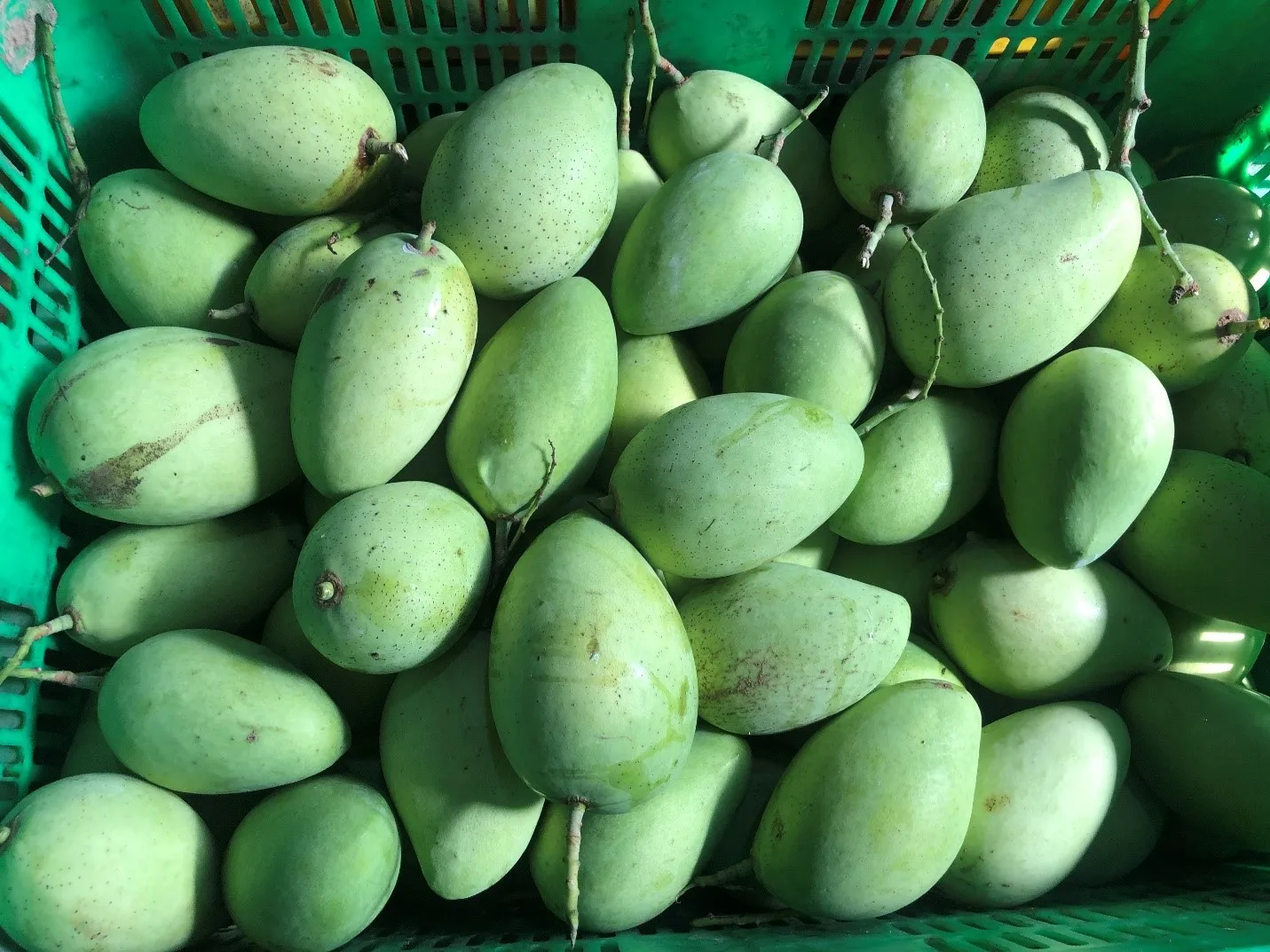 
Factory wholesale BRC certified IQF Mango competitive price/ Frozen IQF Mango dice/ turtle cut/ stick/ puree 