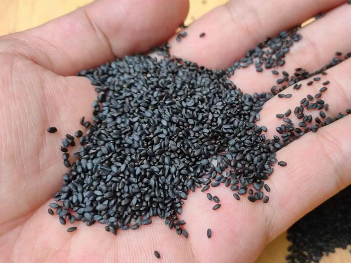 Ocimum grудовлетворенный/Семена базилика/сок для напитков высокое качество Лучшая цена // + Ivy 84977157110