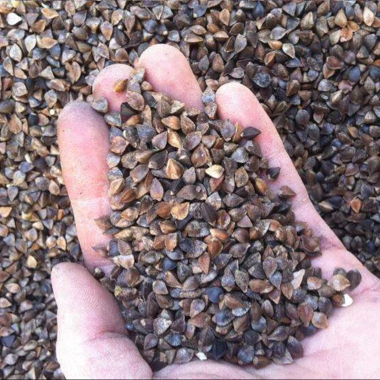 Высококачественные зерна семян гречихи