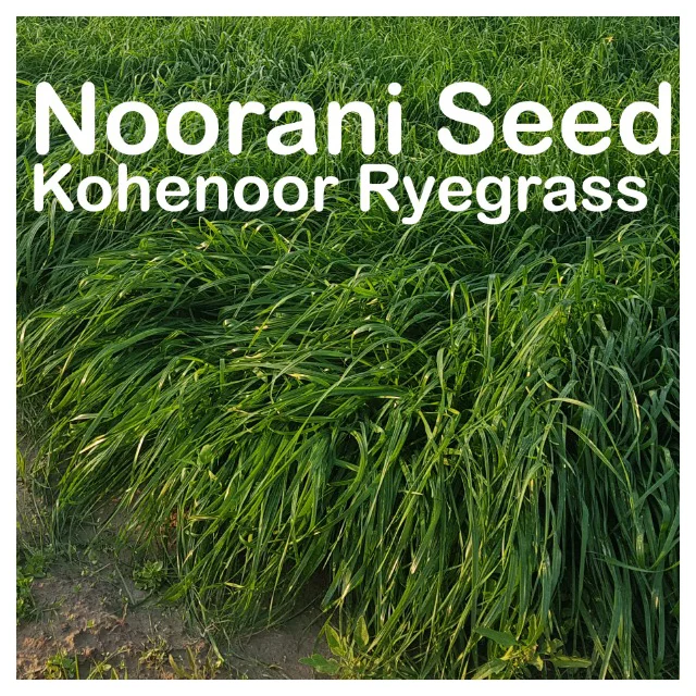 Lolium Perenne Rye Grass Seeds