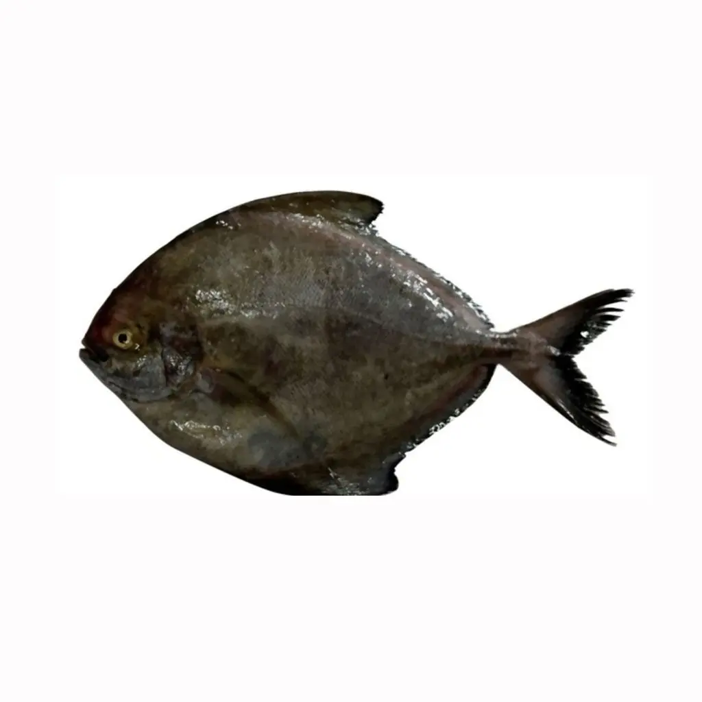 High Quality Frozen Black Pomfret from Vietnam with best price(ThaiLien company, Ms Fiona +84908794118)