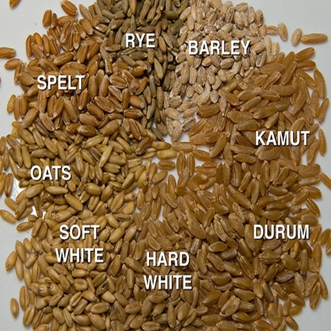 durum wheat.jpg