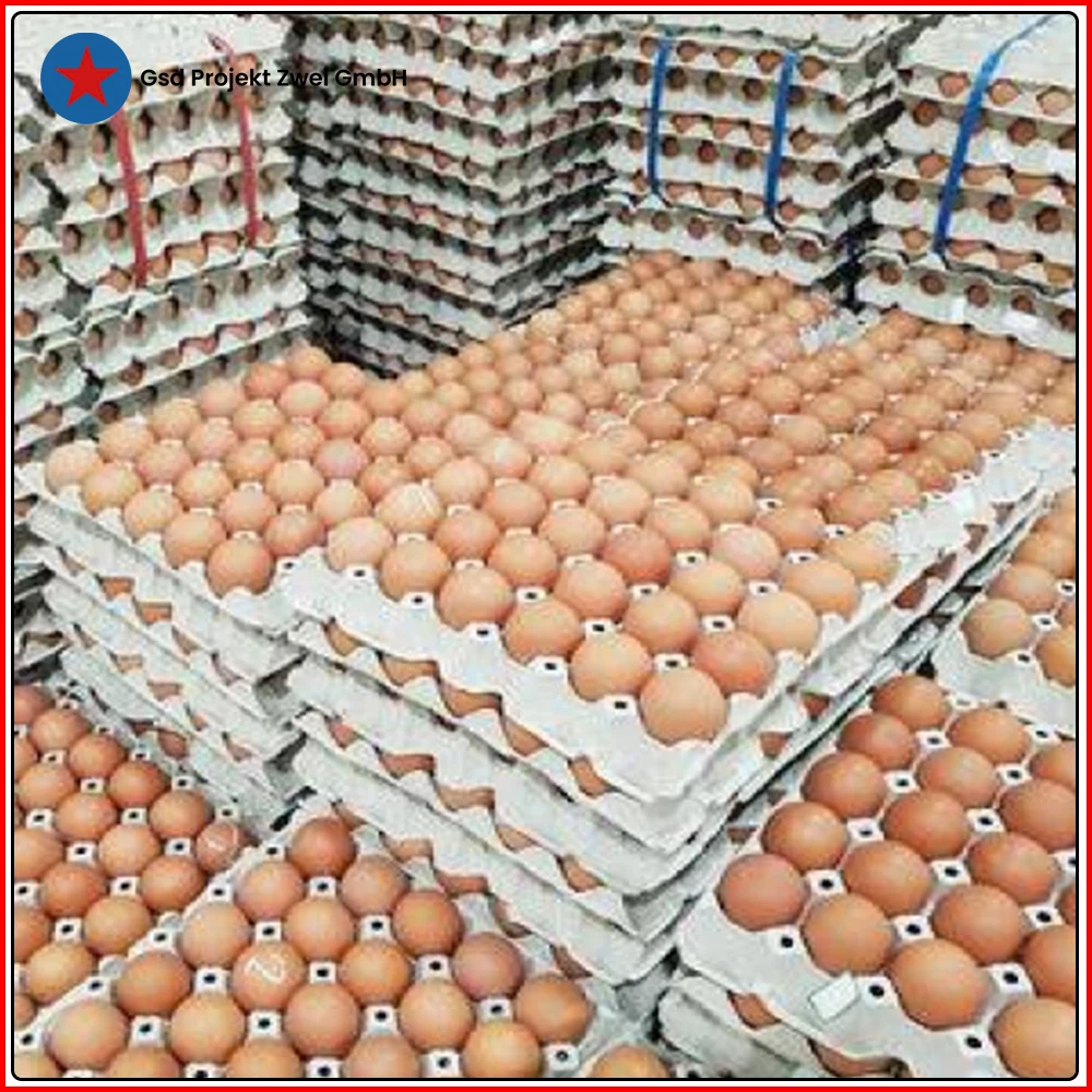 Прямая поставка с завода свежие куриные яйца для фермы по доступной рыночной цене