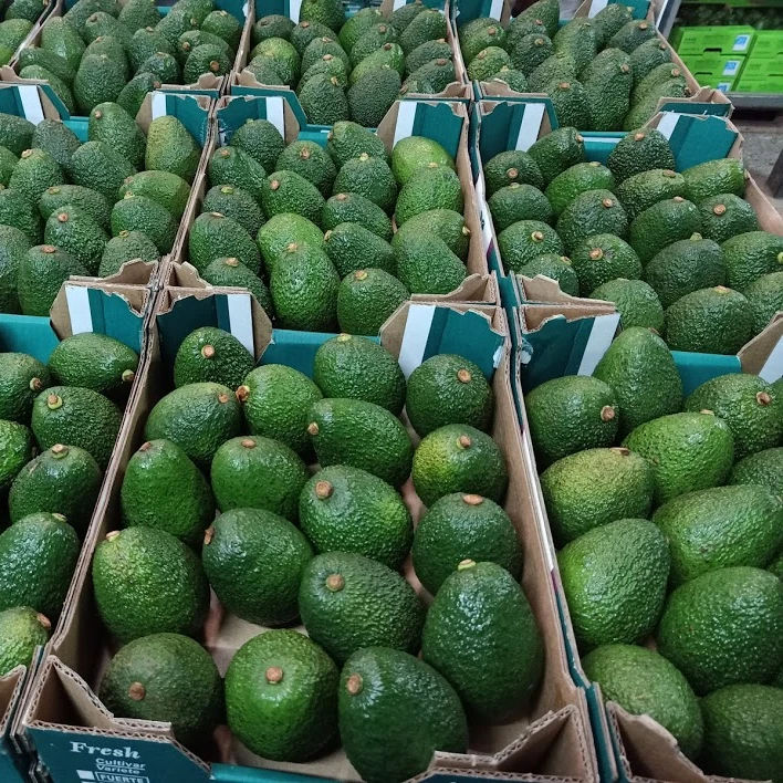 Cheap Fresh green avocado & Hass Avocado