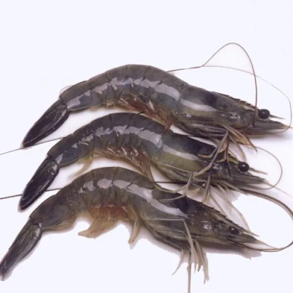 Vietnam Black Tiger Shrimp at reasonable price