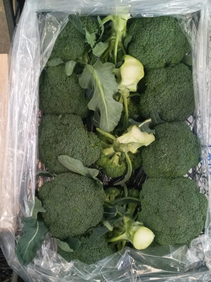 Wholesale Fresh Broccoli Vegetables FROM TURKEY New Crop 2021